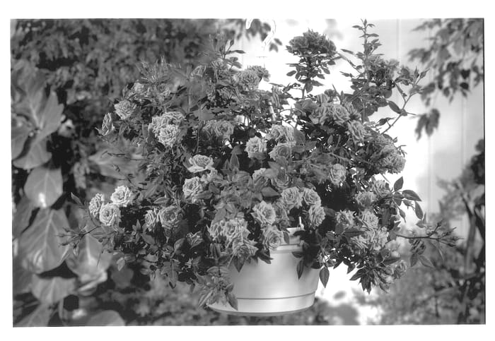 Figure 1 of US plant patent PP13593, the photograph of POULgo003 printed in the patent.