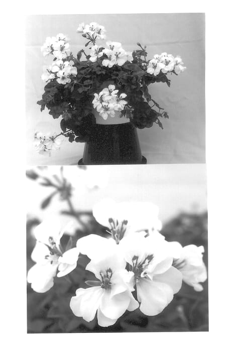 Figure 1 of US plant patent PP13594, the photograph of Balcolwhit printed in the patent.