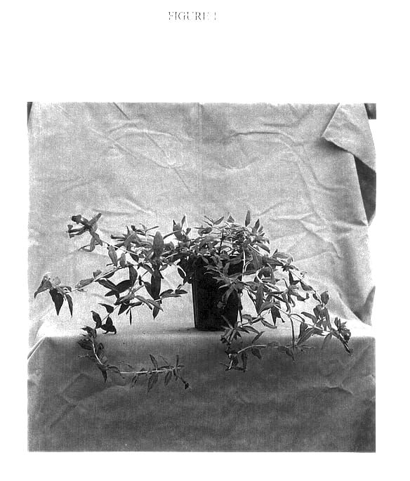 Figure 1 of US plant patent PP13595, the photograph of Firecracker printed in the patent.