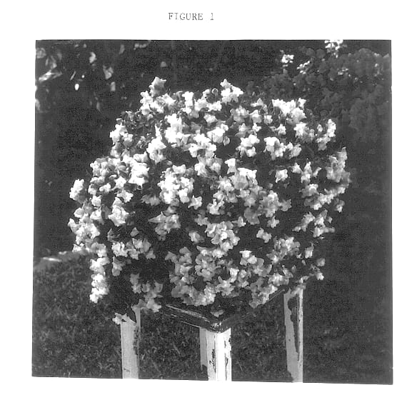 Figure 1 of US plant patent PP13596, the photograph of Balumpink printed in the patent.