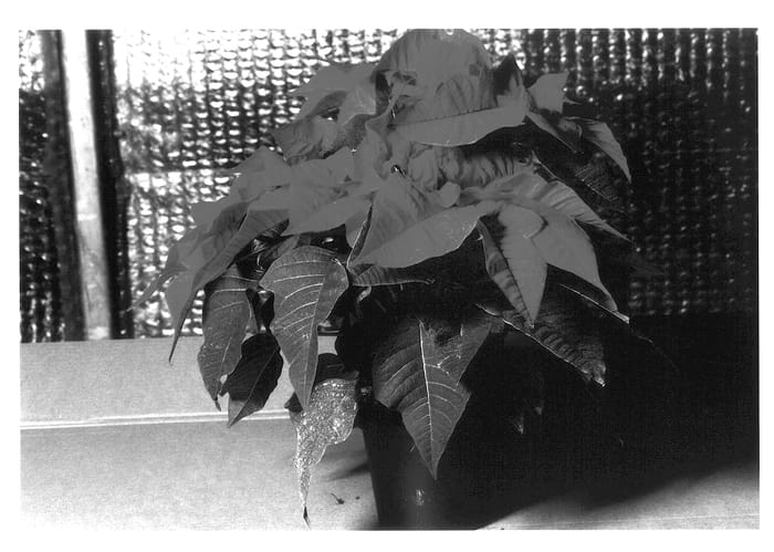 Figure 1 of US plant patent PP13597, the photograph of KLEW01073 printed in the patent.