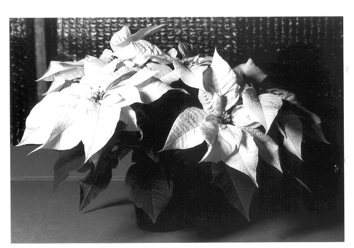 Figure 1 of US plant patent PP13598, the photograph of KLEW01010 printed in the patent.