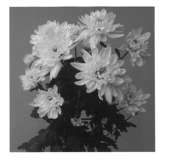 Figure 1 of US plant patent PP13599, the photograph of Fiji Sunny Improved printed in the patent.