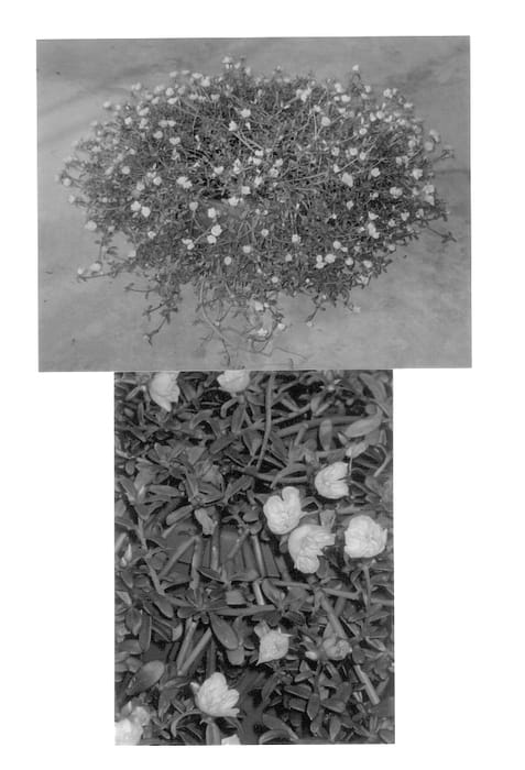Figure 1 of US plant patent PP13600, the photograph of Sleeping Beauty printed in the patent.