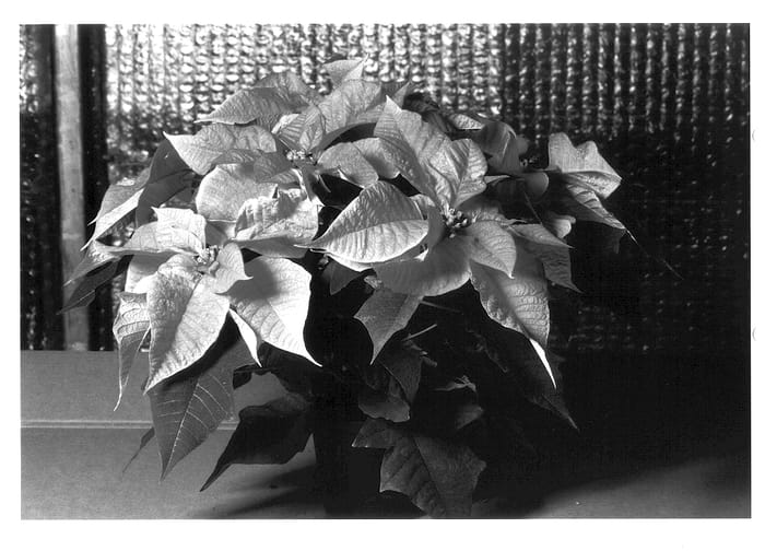 Figure 1 of US plant patent PP13601, the photograph of Klepopisa printed in the patent.