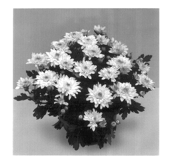 Figure 1 of US plant patent PP13602, the photograph of Festival Time Improved printed in the patent.