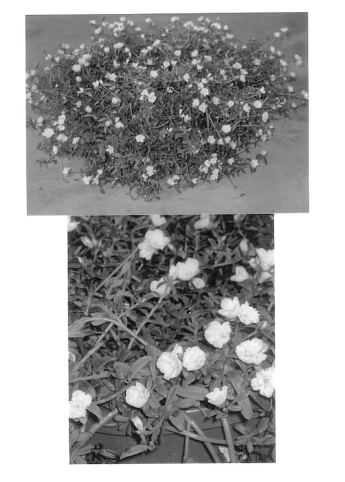 Figure 1 of US plant patent PP13603, the photograph of Snow White printed in the patent.