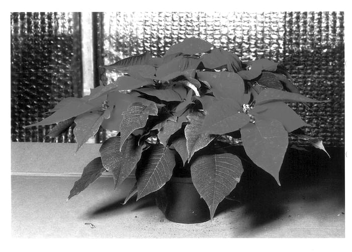 Figure 1 of US plant patent PP13604, the photograph of KLEW01072 printed in the patent.
