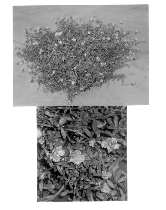 Figure 1 of US plant patent PP13605, the photograph of Cindy printed in the patent.