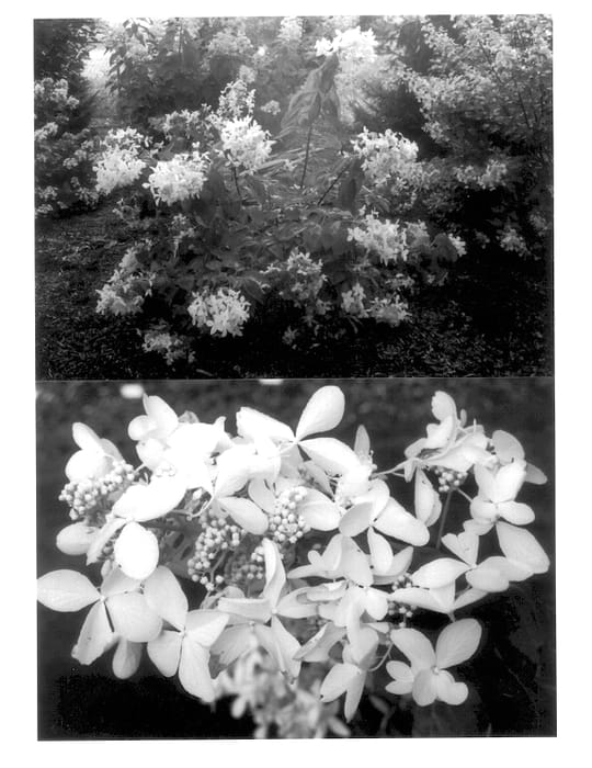 Figure 1 of US plant patent PP13606, the photograph of Barbara printed in the patent.