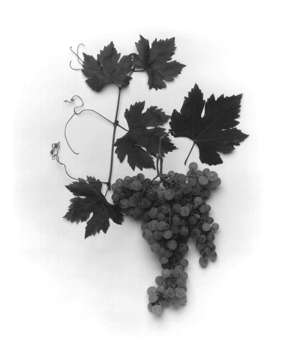 Figure 1 of US plant patent PP13607, the photograph of Grapevine denominated varietally F.P.C.D.O.V.#1 printed in the patent.