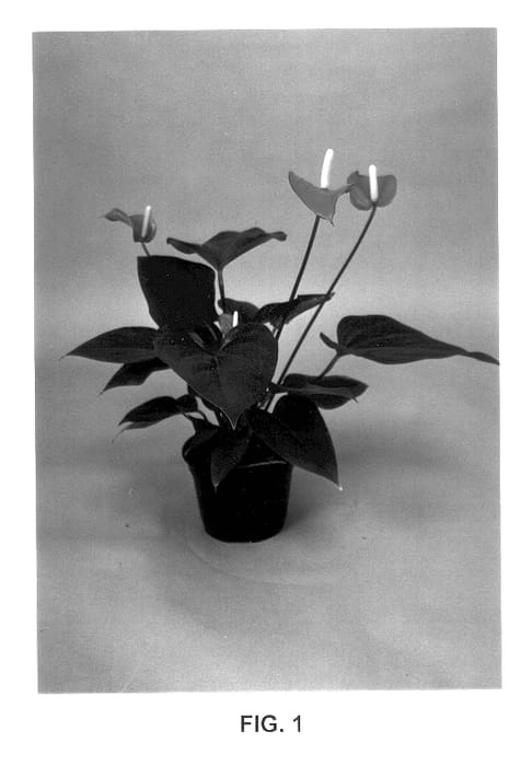 Figure 1 of US plant patent PP13608, the photograph of Atwentysix printed in the patent.