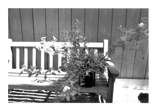 Figure 1 of US plant patent PP13609, the photograph of White Gold printed in the patent.