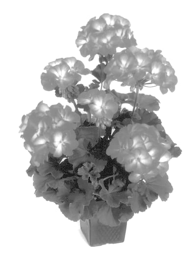 Figure 1 of US plant patent PP13610, the photograph of Balshofron printed in the patent.