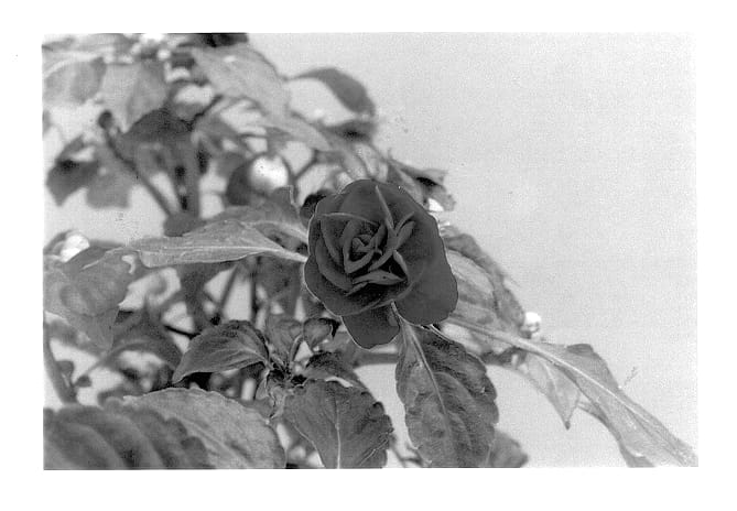 Figure 1 of US plant patent PP13611, the photograph of Balfiepuna printed in the patent.