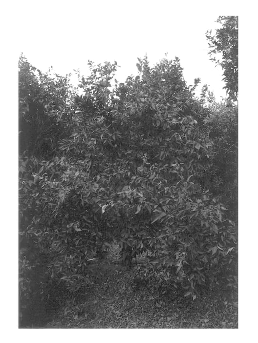 Figure 1 of US plant patent PP13612, the photograph of KEDEM printed in the patent.
