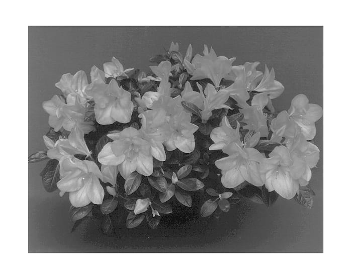 Figure 1 of US plant patent PP13613, the photograph of Bliss printed in the patent.