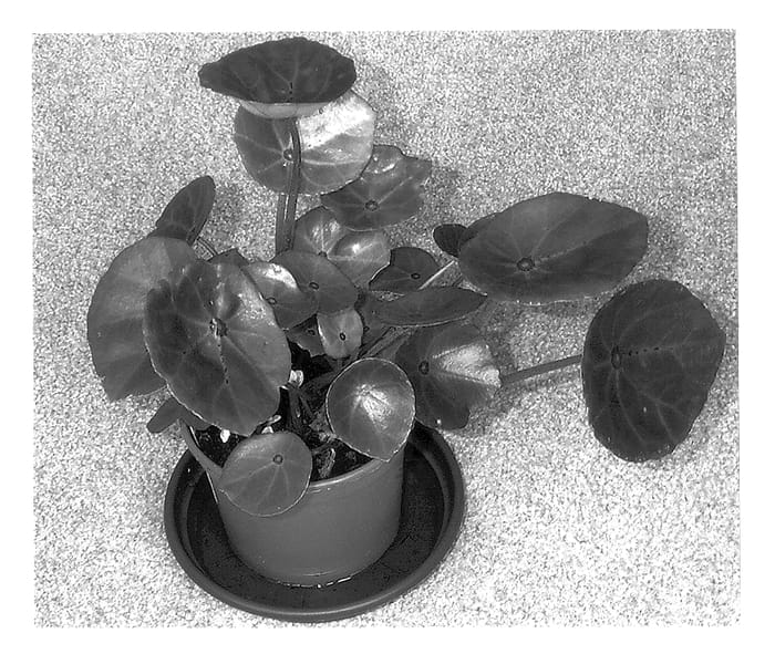 Figure 1 of US plant patent PP13614, the photograph of PLA0002BEG printed in the patent.