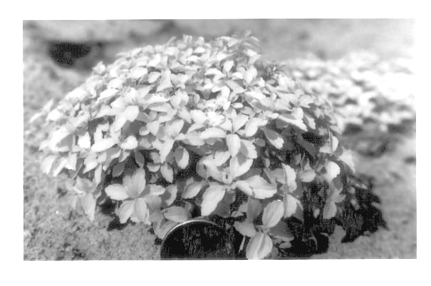 Figure 1 of US plant patent PP13615, the photograph of Golden Carpet printed in the patent.