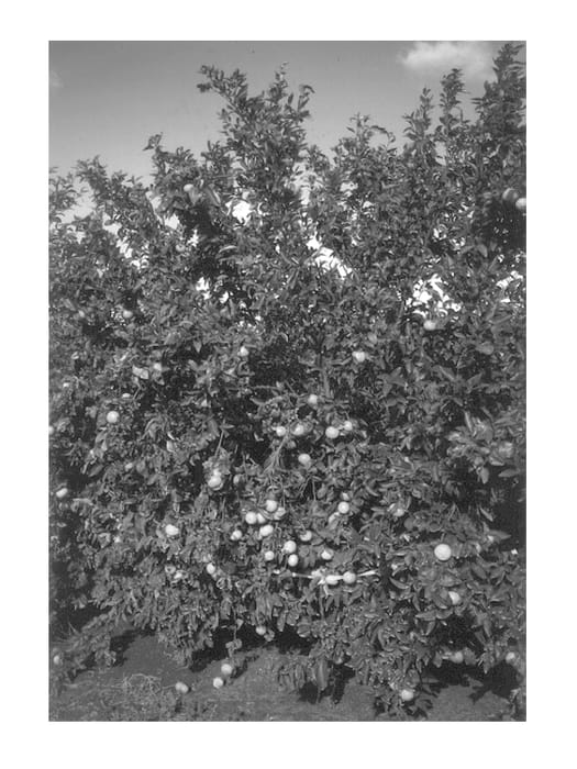 Figure 1 of US plant patent PP13616, the photograph of Orri printed in the patent.