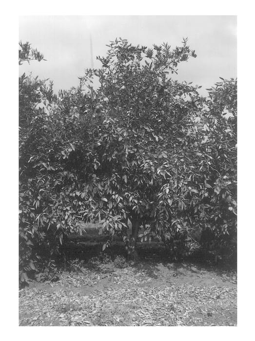 Figure 1 of US plant patent PP13617, the photograph of Vered printed in the patent.