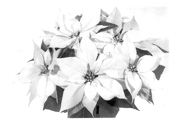 Figure 1 of US plant patent PP13618, the photograph of Duelewi printed in the patent.