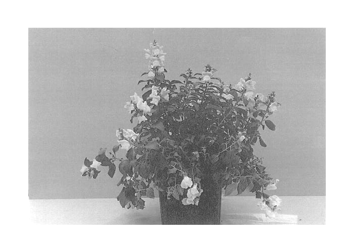 Figure 1 of US plant patent PP13619, the photograph of Balumdelo printed in the patent.