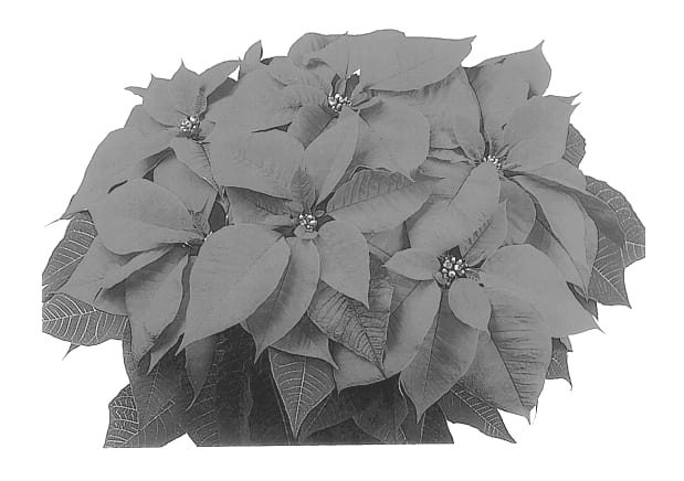Figure 1 of US plant patent PP13620, the photograph of Duelebri printed in the patent.