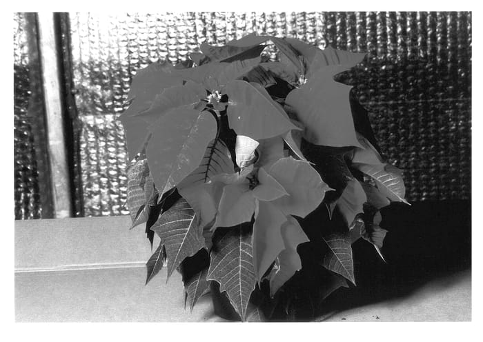 Figure 1 of US plant patent PP13621, the photograph of KLEW01066 printed in the patent.