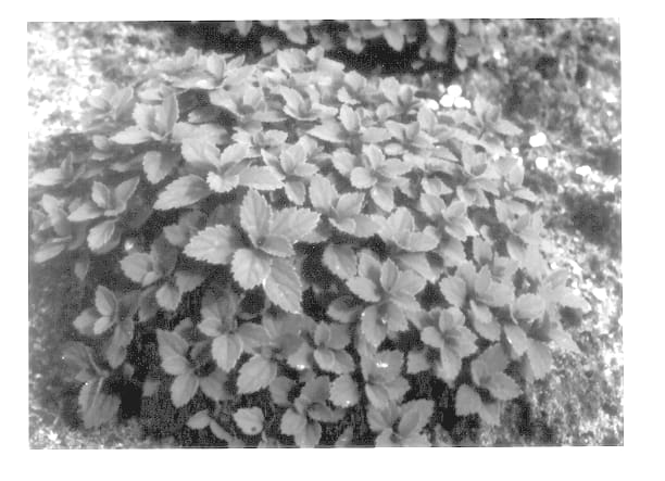 Figure 1 of US plant patent PP13622, the photograph of Green Carpet printed in the patent.