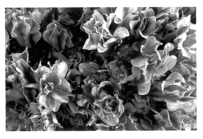 Figure 1 of US plant patent PP13623, the photograph of Natural Feelings printed in the patent.