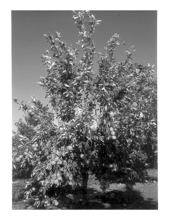 Figure 1 of US plant patent PP13624, the photograph of Nectar printed in the patent.