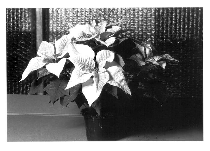Figure 1 of US plant patent PP13625, the photograph of KLEW01052 printed in the patent.