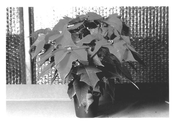 Figure 1 of US plant patent PP13626, the photograph of KLEW01064 printed in the patent.