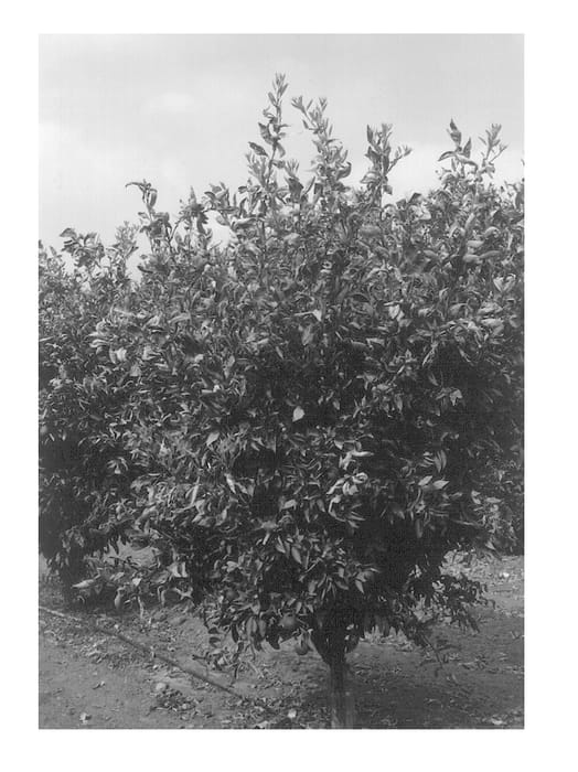 Figure 1 of US plant patent PP13627, the photograph of Yanov printed in the patent.