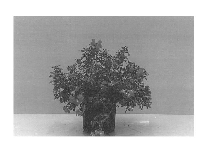 Figure 1 of US plant patent PP13628, the photograph of Balumhopi printed in the patent.