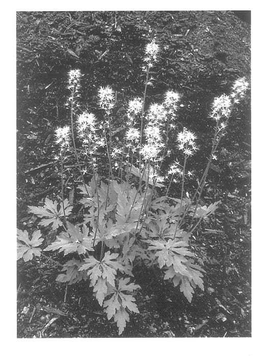 Figure 1 of US plant patent PP13629, the photograph of Butterfly Wings printed in the patent.