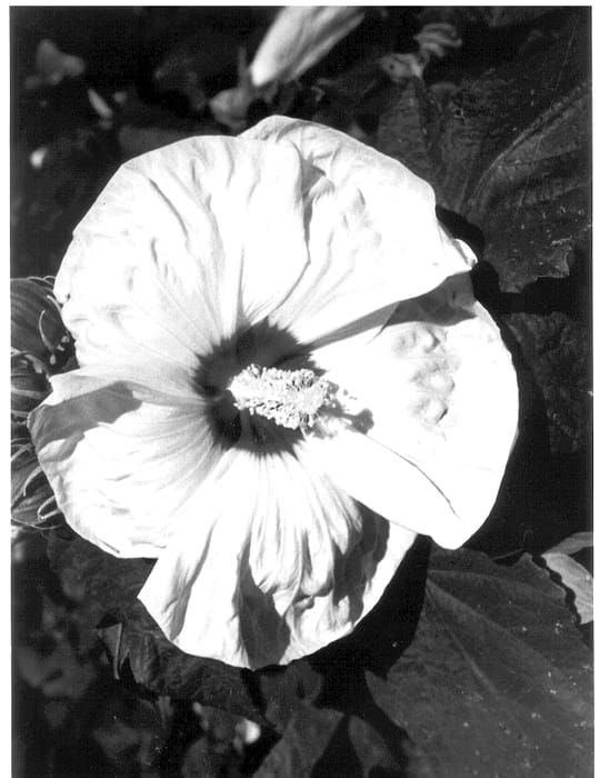 Figure 1 of US plant patent PP13630, the photograph of Old Yella printed in the patent.