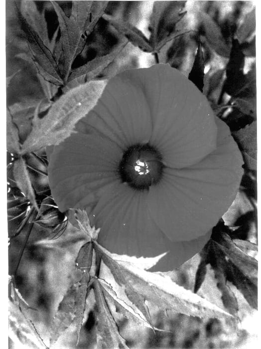 Figure 1 of US plant patent PP13631, the photograph of Fireball printed in the patent.