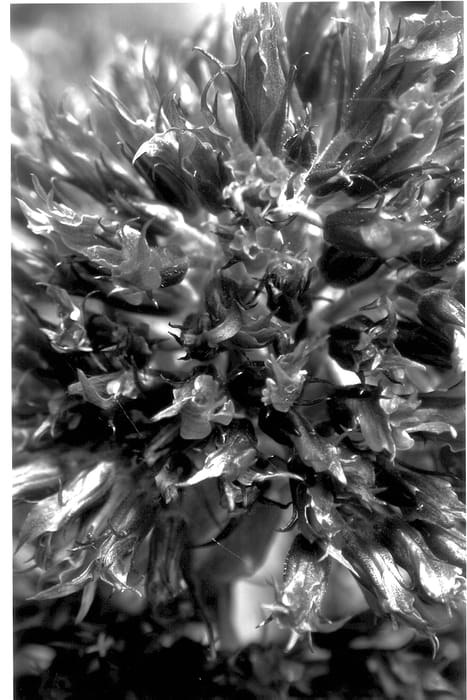Figure 1 of US plant patent PP13632, the photograph of Red Feelings printed in the patent.