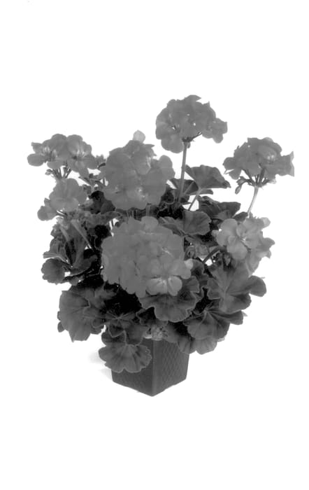 Figure 1 of US plant patent PP13633, the photograph of Balgalbrio printed in the patent.