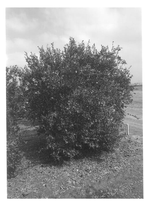 Figure 1 of US plant patent PP13634, the photograph of Shani printed in the patent.