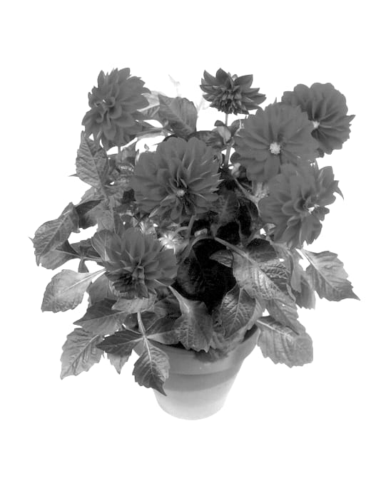 Figure 1 of US plant patent PP13635, the photograph of Carolina Burgundy printed in the patent.