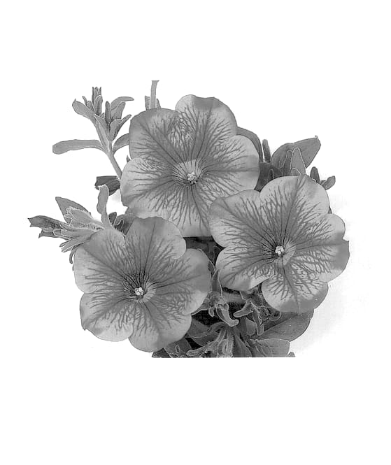 Figure 1 of US plant patent PP13636, the photograph of Duesurimrovein printed in the patent.