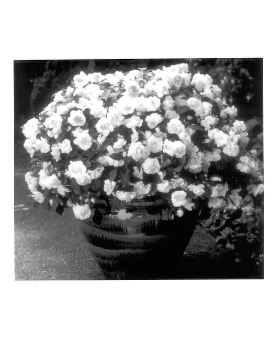 Figure 1 of US plant patent PP13637, the photograph of Balfieplos printed in the patent.