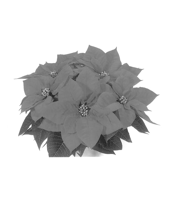 Figure 1 of US plant patent PP13638, the photograph of Duerostar printed in the patent.