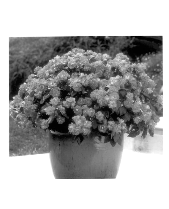 Figure 1 of US plant patent PP13639, the photograph of Balolestop printed in the patent.