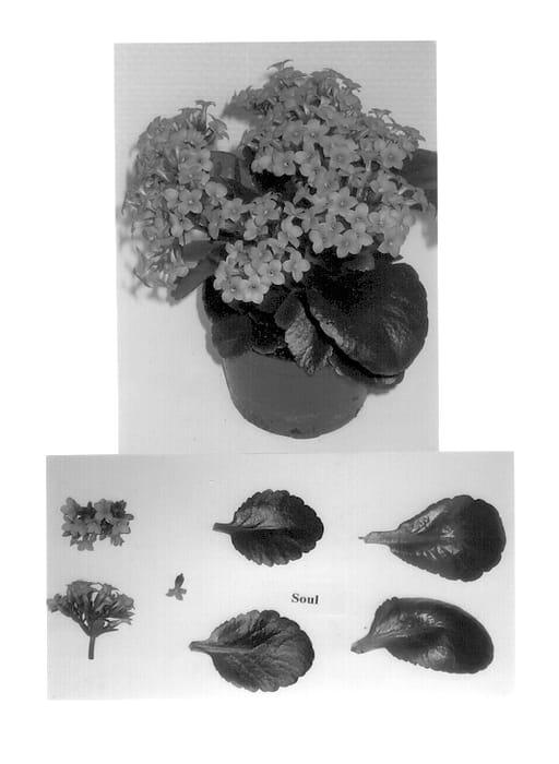 Figure 1 of US plant patent PP13640, the photograph of Soul printed in the patent.