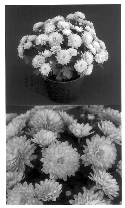 Figure 1 of US plant patent PP13641, the photograph of Yoursula printed in the patent.
