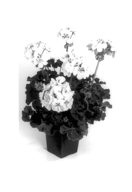Figure 1 of US plant patent PP13642, the photograph of Balgalfroe printed in the patent.
